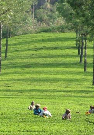 Bangalore - Mysore - Ooty - 5 Nights / 6 Days
